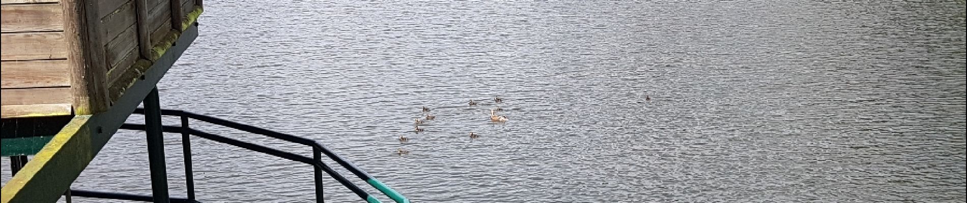 Point d'intérêt Buc - Famille Coin-Coin de sortie - Photo