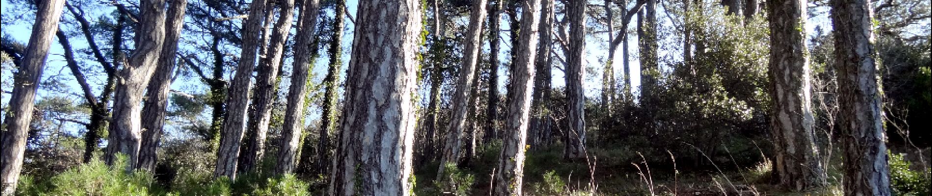 Punto di interesse Saint-Guilhem-le-Désert - Dernière montée - Photo