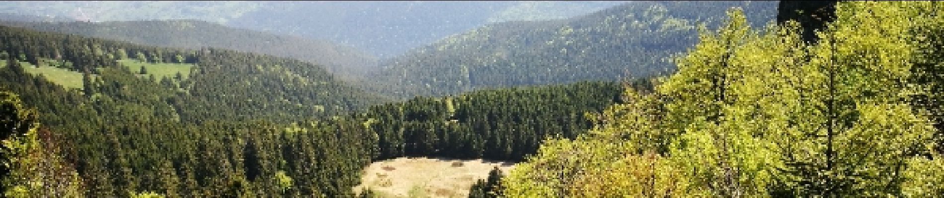 Tocht Stappen Le Valtin - lac vert lac destruites - Photo