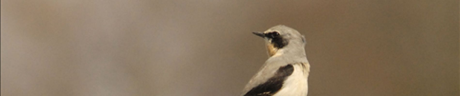 Point d'intérêt Spa - 3 - Les oiseaux de Malchamps - Photo