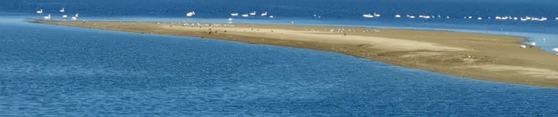 Percorso Marcia Giffaumont-Champaubert - LAC du DER ... balade autour des étangs.  - Photo