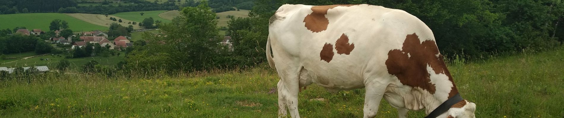 Tour Wandern Péseux - Péseux 18 juin 2019 CAF - Photo