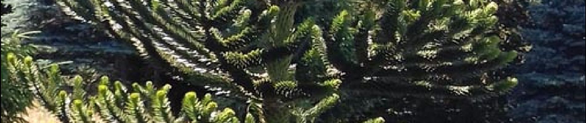 Punto di interesse Arcon - Araucaria du Chili - Photo