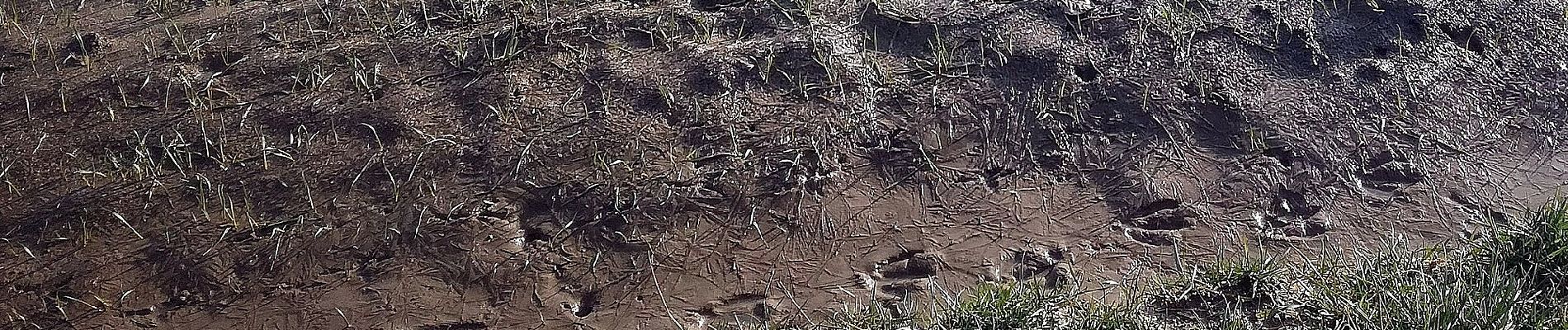 Randonnée A pied Schefflenz - Rundwanderweg Schefflenz 1: Hohes-Kreuz-Weg - Photo