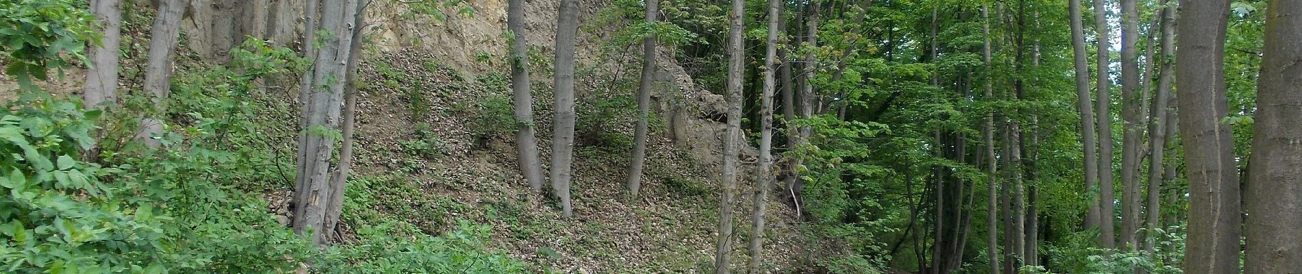 Percorso A piedi Rochlitz - Wanderweg Rochlitz – Schwarzbach – Colditz - Photo