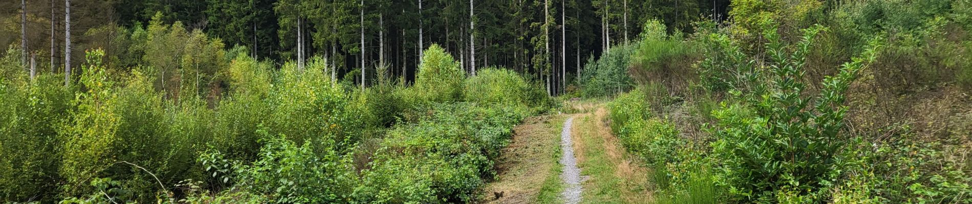 Tocht Stappen Viroinval - Oignies en Thiérache 150823 - Photo