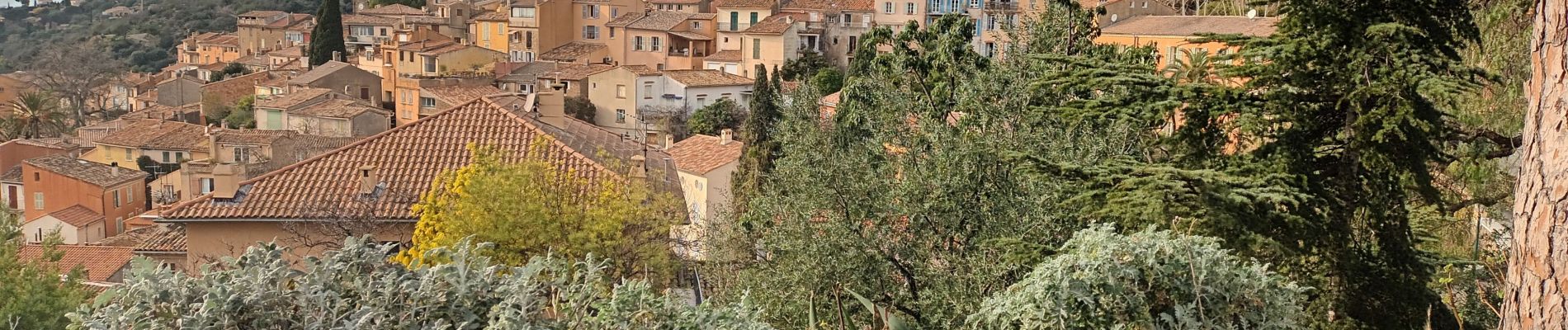 Tocht Stappen Bormes-les-Mimosas - ND de Constance, Bormes les Mimosas, 26-01-24  - Photo