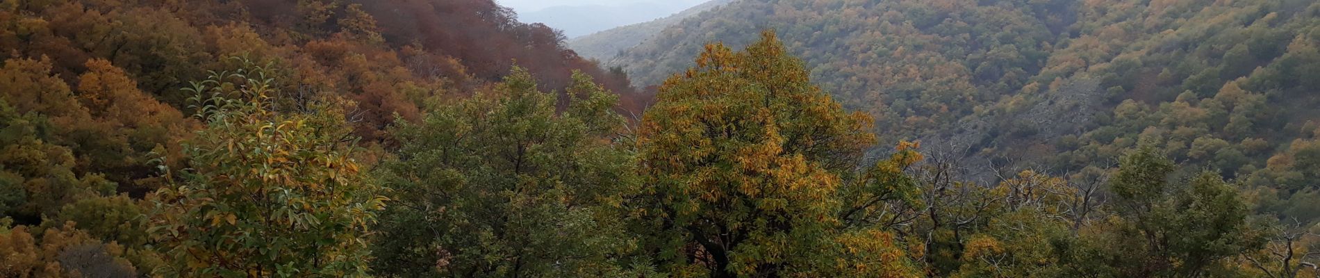 Tour Wandern Les Plantiers - Vallée Borgne - Photo