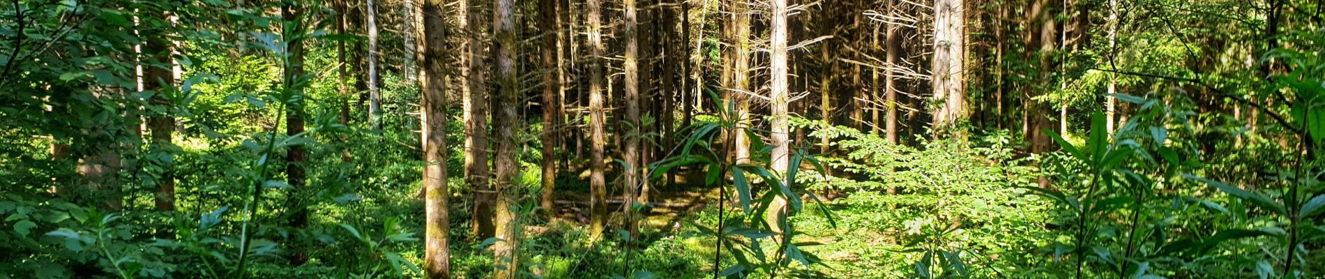 Randonnée Marche Gedinne - Balade à Bourseigne-Neuve - Gedinne - Photo