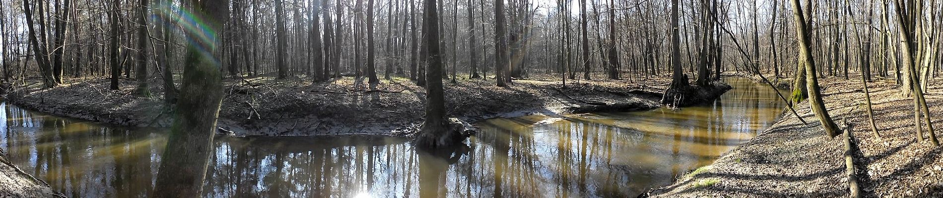 Tocht Te voet Sieraków - Krajoznawczy szlak przyrody i historii - Photo