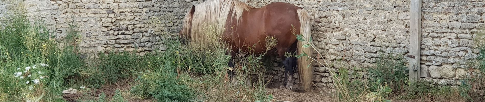 Randonnée Marche Vesly - vesly Guerny par le chêne  - Photo