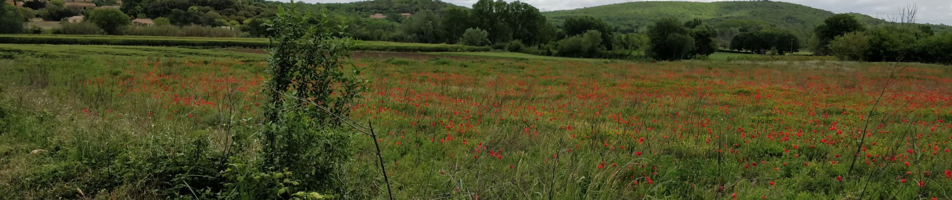 Excursión Senderismo La Capelle-et-Masmolène - gg Clo Masmolène  - Photo