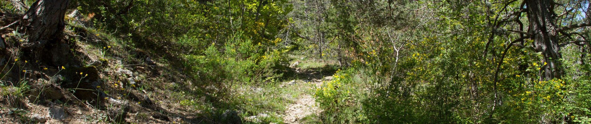 Excursión Senderismo Le Saix - R08 La boucle des cascades jaunes - Photo