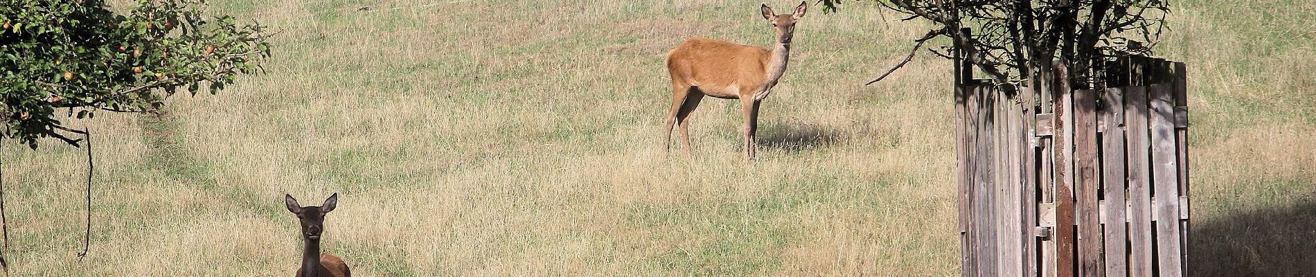 Tocht Te voet Mansfeld - Gelber Balken - Photo