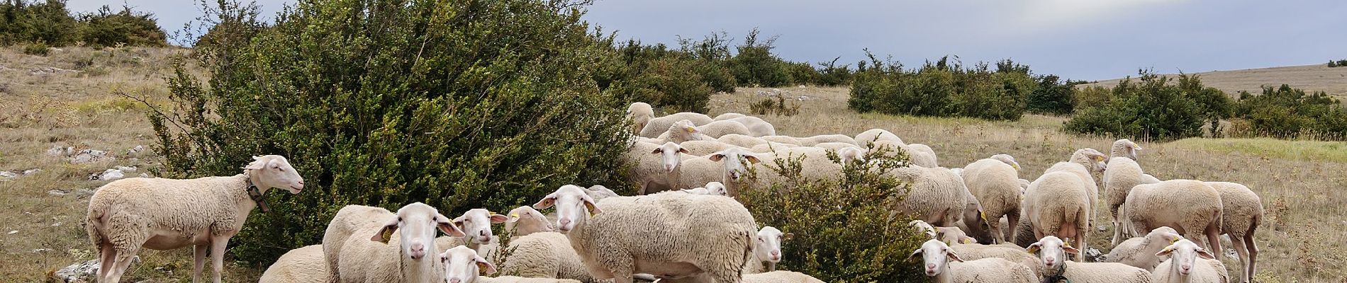 Tour Zu Fuß Florac Trois Rivières - Florac - Photo