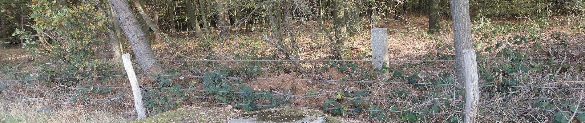 Tocht Te voet Brüggen - Rundweg A9 Dassenberg - Photo