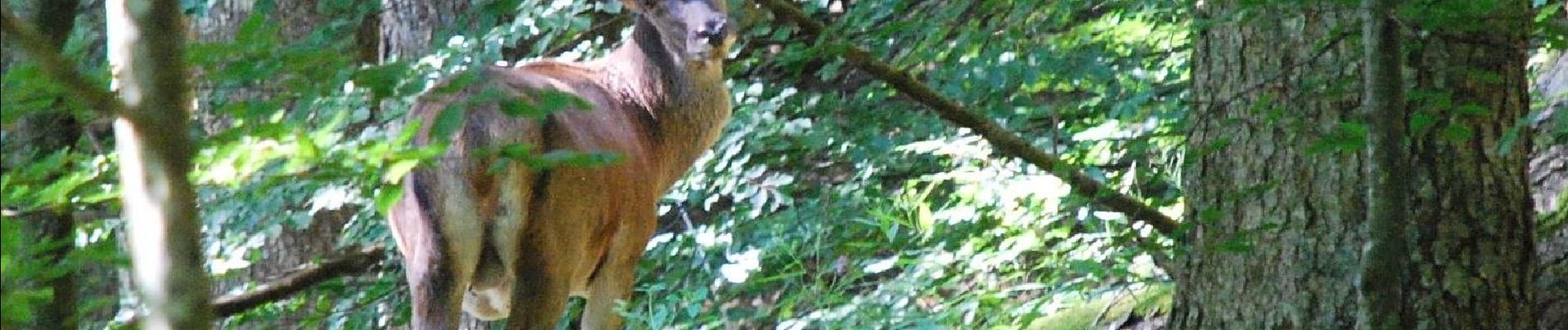 Tour Zu Fuß San Godenzo - Il Falterona e la Foresta di Campigna - Photo