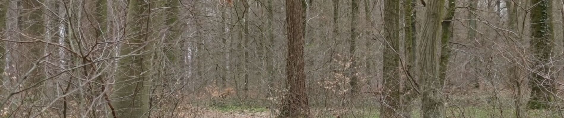 Randonnée Marche Lontzen - A la découverte des trois frontières  - Photo