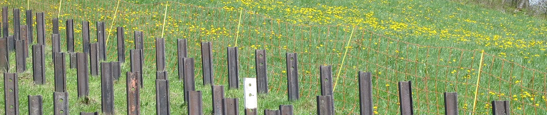 Percorso A piedi Hauenstein-Ifenthal - Challhöchi - Ober Belchen - Photo