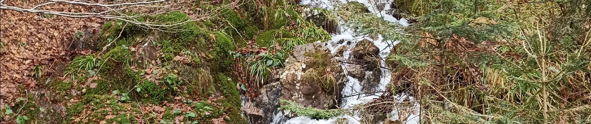 Tocht Stappen Bussang - camping du champé cascade de l'ours - Photo