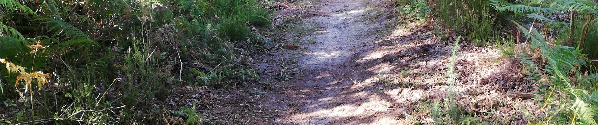 Trail Walking Rion-des-Landes - 80 8 2021  - Photo