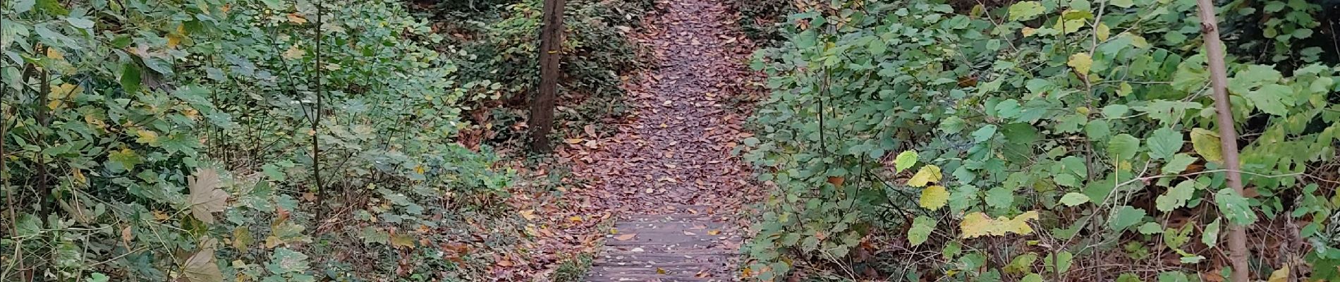 Percorso Marcia Châtenay-Malabry - La forêt de Verrieres - Photo