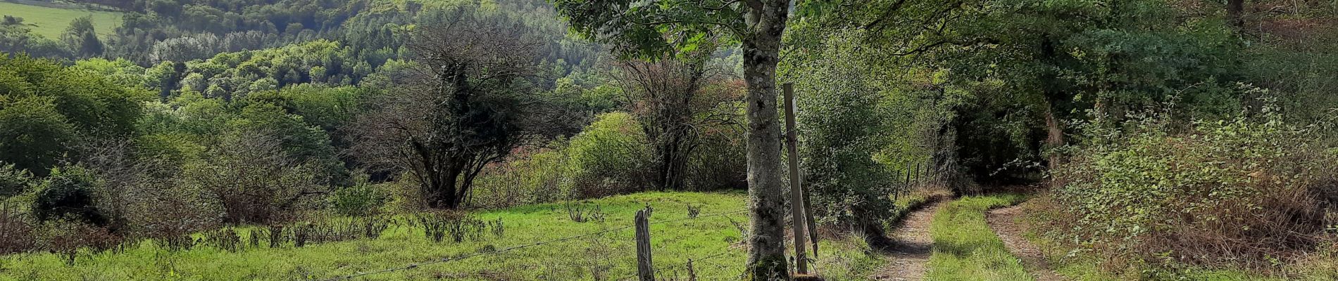 Tocht Stappen Neupré - Bonsgnée  - Photo