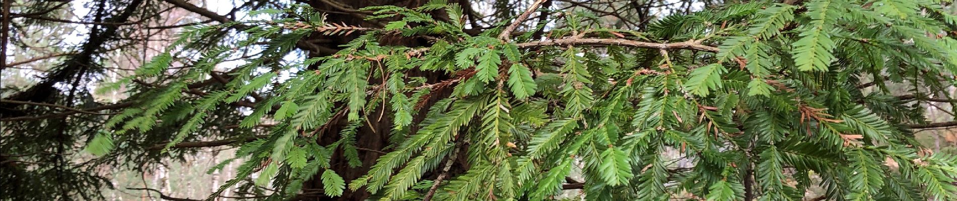 Tocht Stappen Fontainebleau - Bois rond N2 - Photo