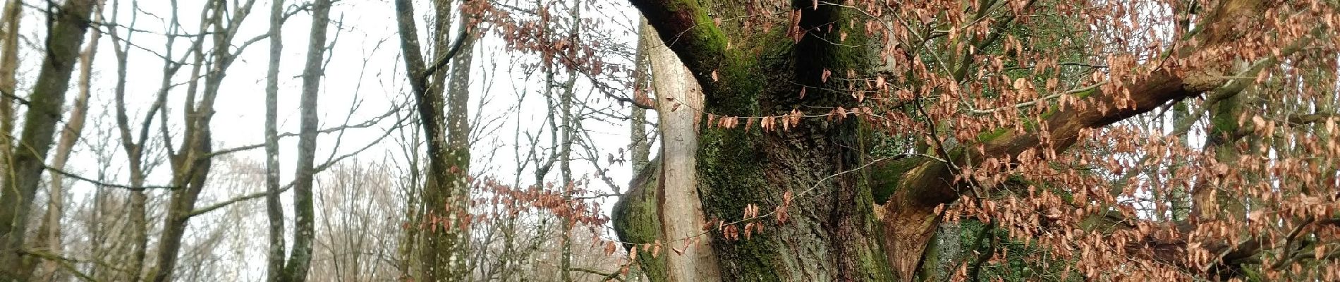 Point d'intérêt Havelange - chêne au gibet - Photo