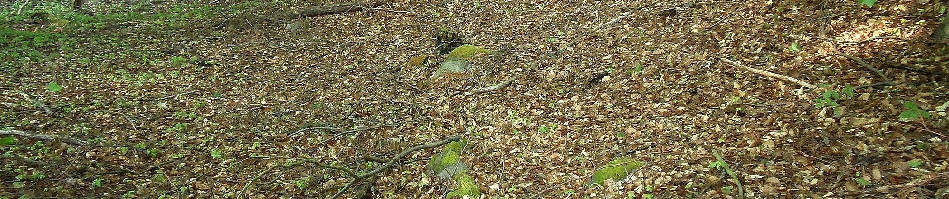 Excursión A pie Fischbachtal - Rundwanderweg Fischbachtal 2 : Geographisch-Historischer-Lehrpfad - Photo