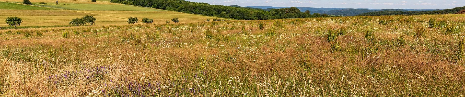 Trail On foot Breitscheid - nördlicher Rothaarsteig-Zuweg Breitscheid - Photo