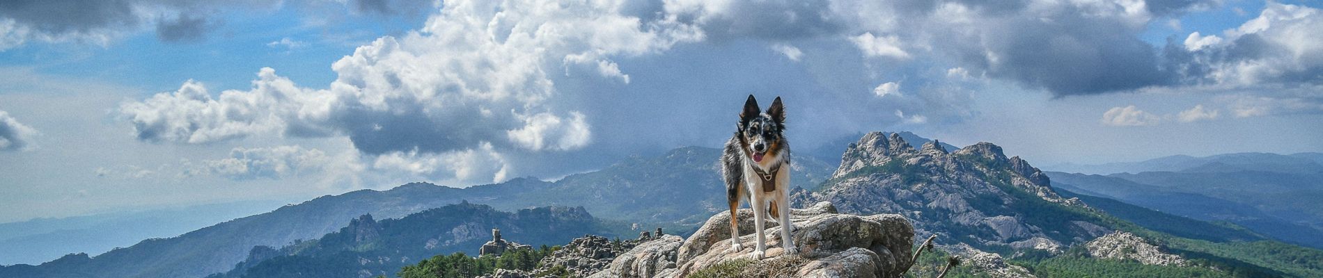 Randonnée Autre activité Zonza - Monte CALVA et bergeries de LIVIU - Photo