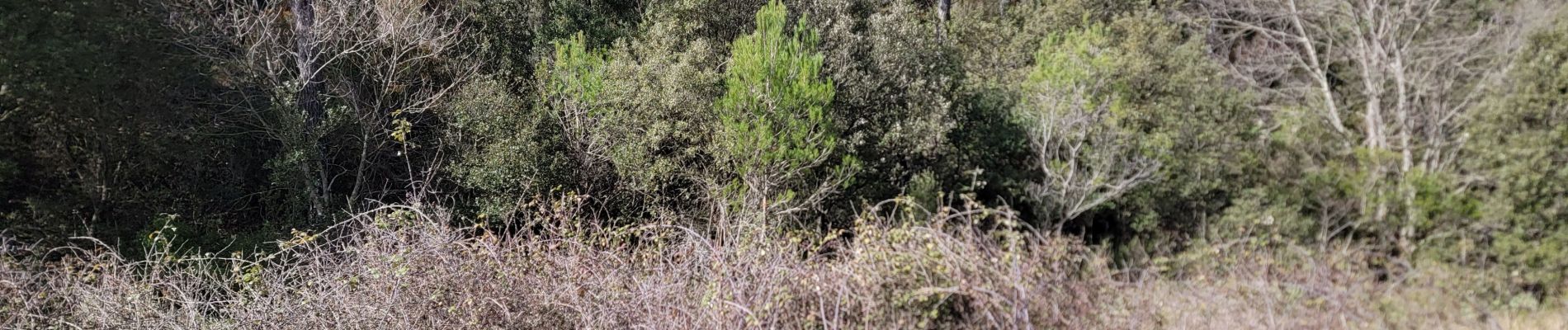 Percorso Marcia Riboux - Riboux vers le Latay - Photo