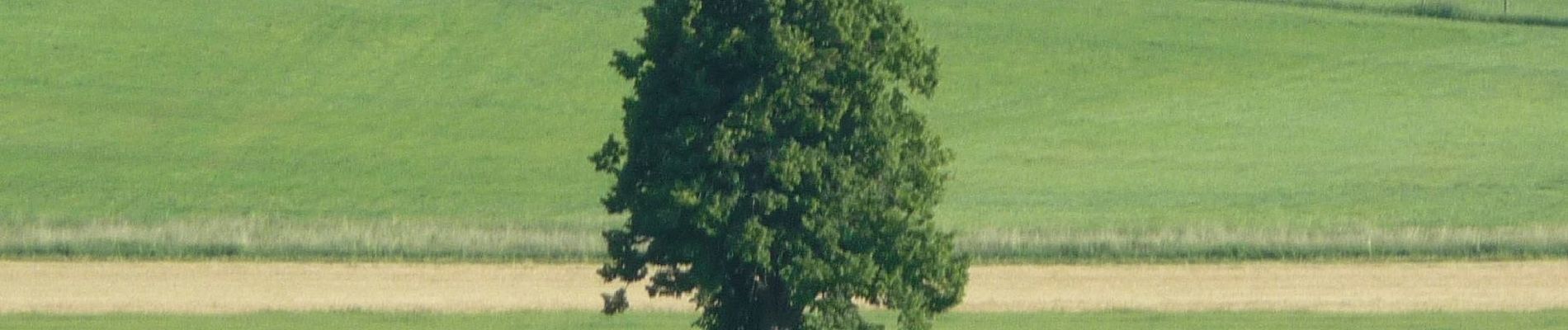 Tour Zu Fuß Königsfeld - Kapellenweg Königsfeld - Gelbe Route - Photo