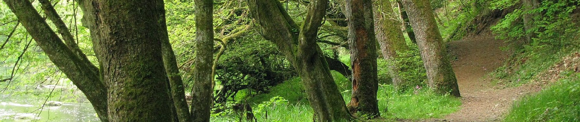 Randonnée A pied Salzweg - Naturlehrpfad Halser Ilzschleifen - Runde 1 - Photo