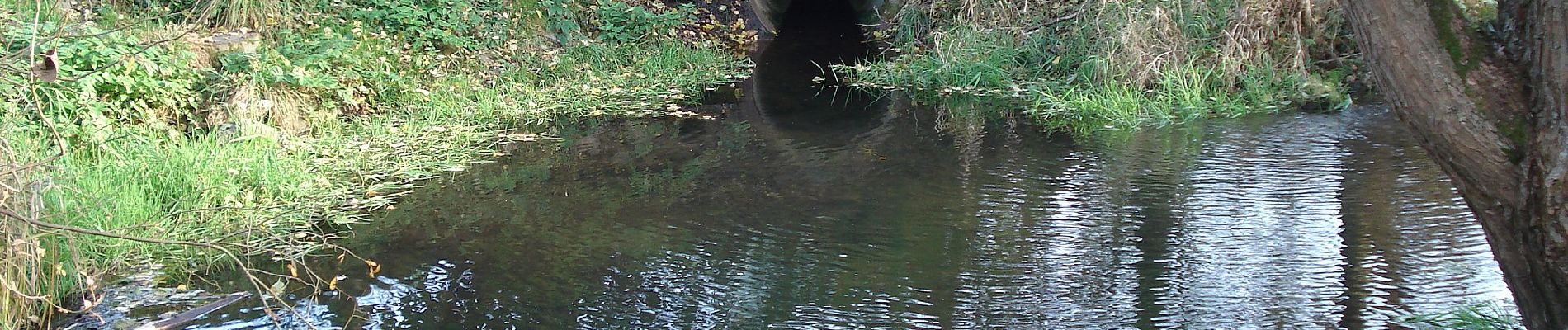 Excursión A pie Neuhütten - Schwarzer Fuchs, Rundwanderweg Neuhütten - Photo