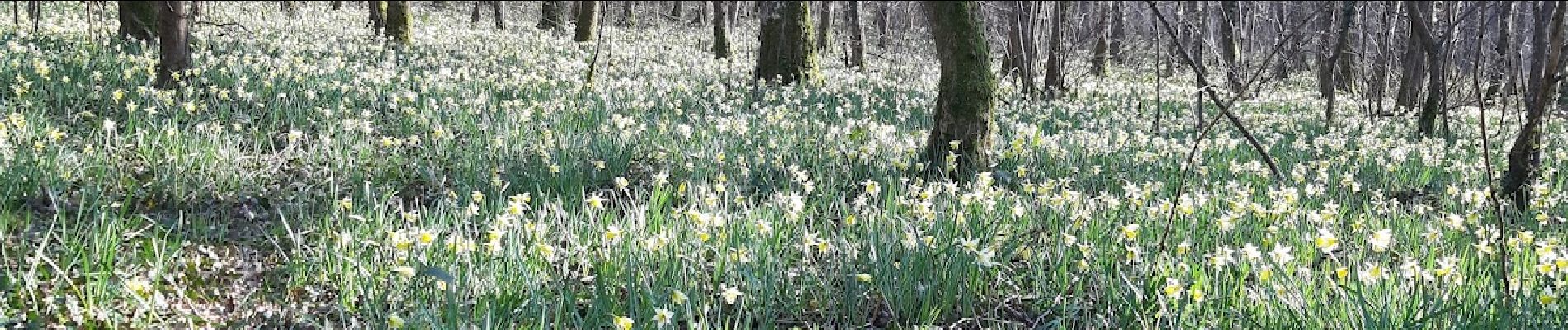 Tour Wandern Melz-sur-Seine - BLUNAY, FORÊT DOMANIALE - Photo