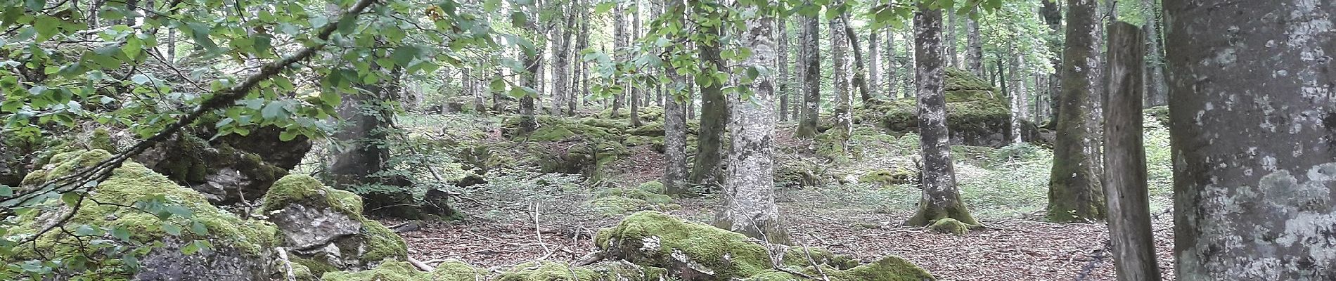 Tocht Te voet Urbasa - Ruta del Hayedo Encantado - Photo