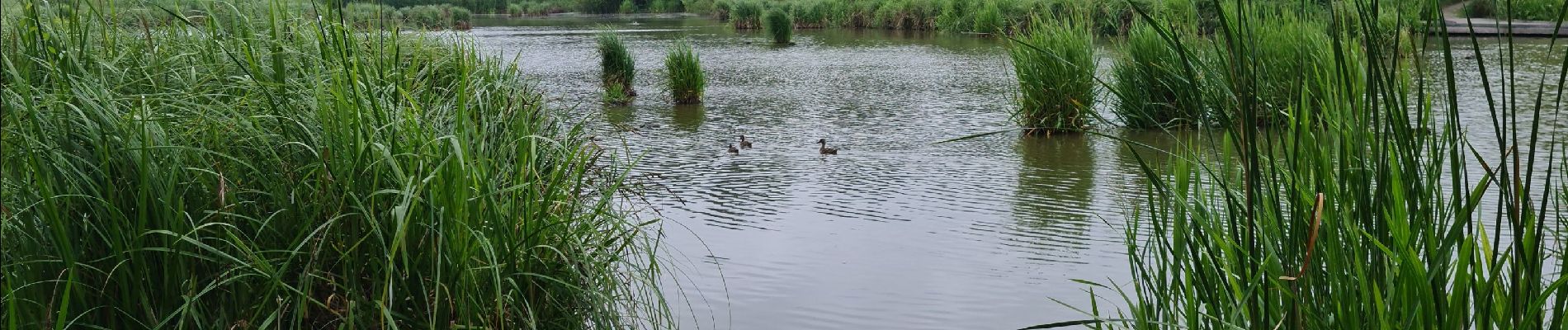 Percorso Corsa a piedi Dol-de-Bretagne - plan d eau dol - Photo