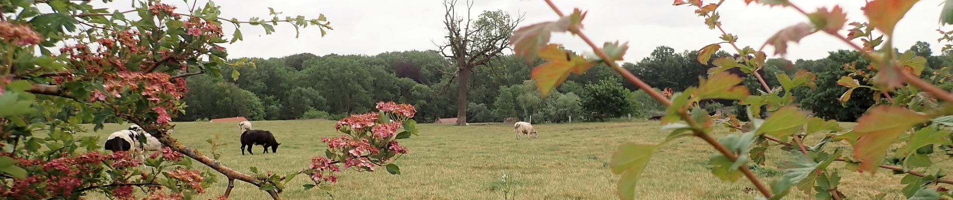 Point d'intérêt Genappe - Vue sud-est dans la Rue de Fonteny - Photo