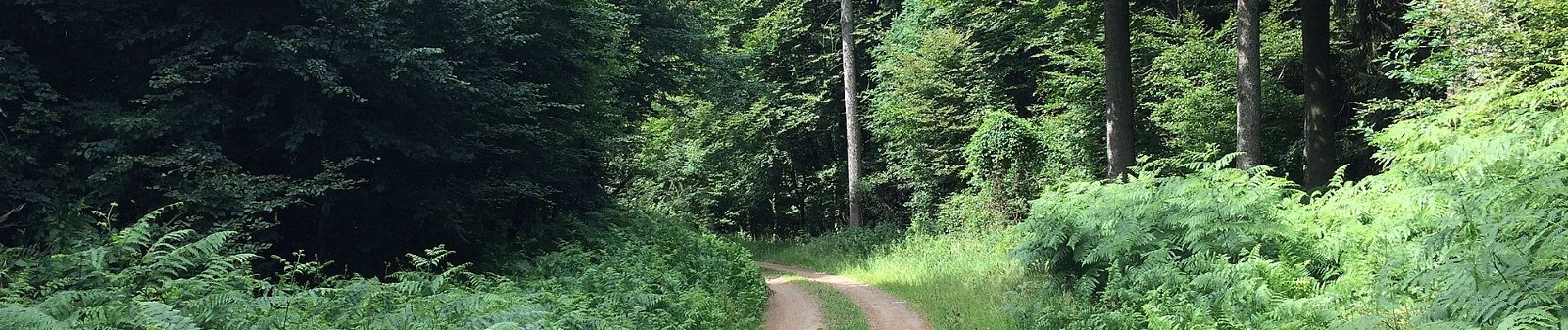 Tocht Te voet Rotenburg an der Fulda - Rotenburg-Cornberg - Photo