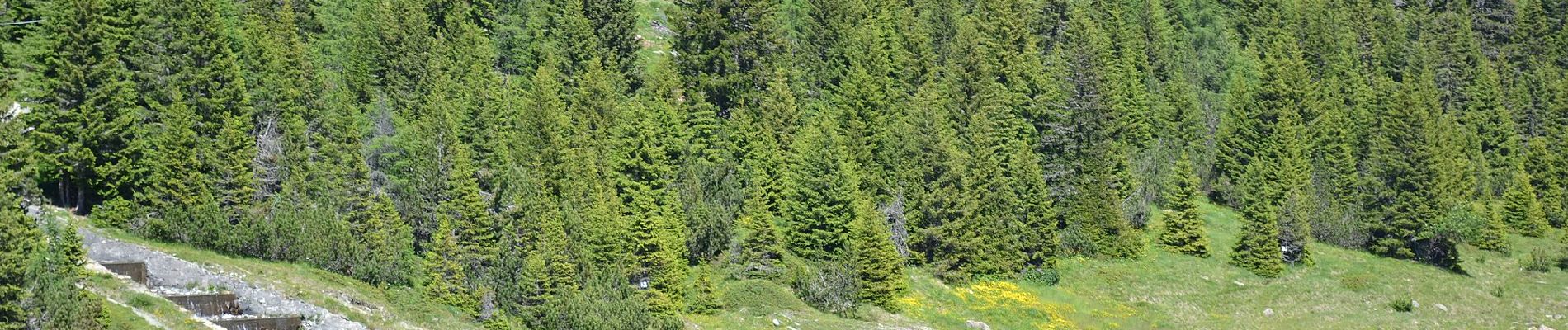 Tour Zu Fuß Chiesa in Valmalenco - (SI D24N) Rifugio Longoni - Rifugio Palù - Photo