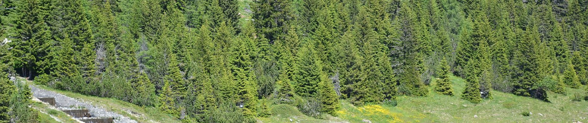 Tocht Te voet Chiesa in Valmalenco - (SI D24N) Rifugio Longoni - Rifugio Palù - Photo