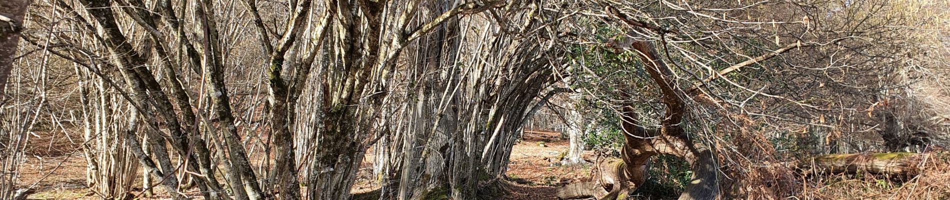 Trail Walking Salsein - Cabane et pic de l'Arraing depuis Salsein - Photo