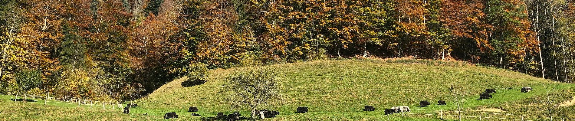 Percorso A piedi Fischenthal - Orüti-Grossegg - Photo