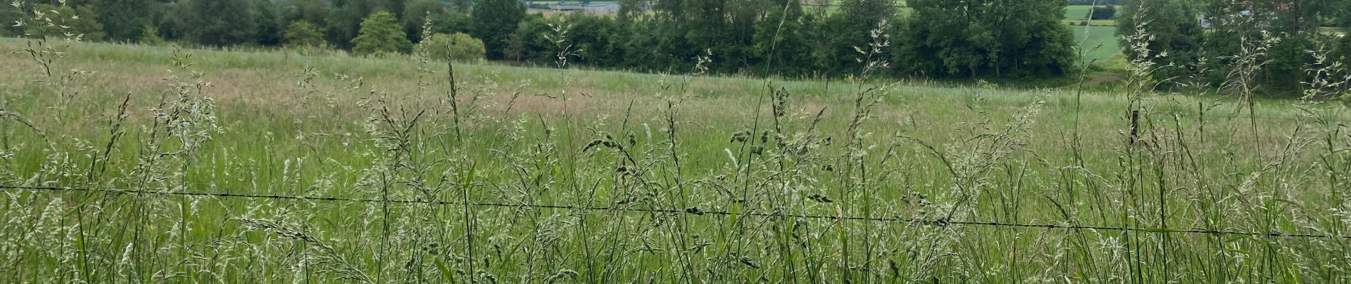 Tour Wandern Gerpinnes - Petit tour sympa  - Photo