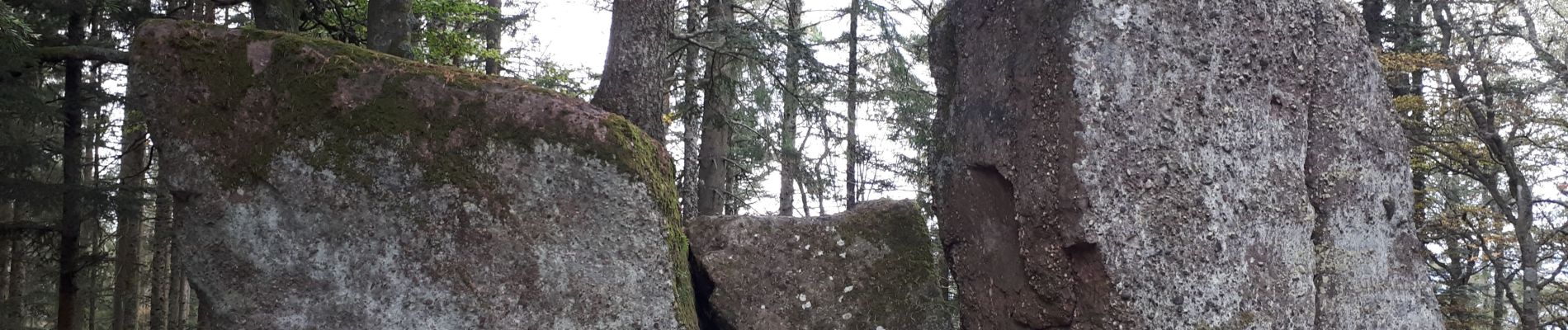 Tocht Stappen Ribeauvillé - Le Taennchel à partir du Schelmenkopf - Photo