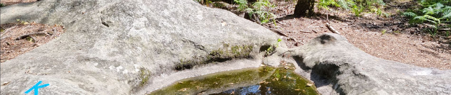 Tocht Stappen Fontainebleau - Barbizon sentier Denecourt 6 ouest - 6-6 - Photo