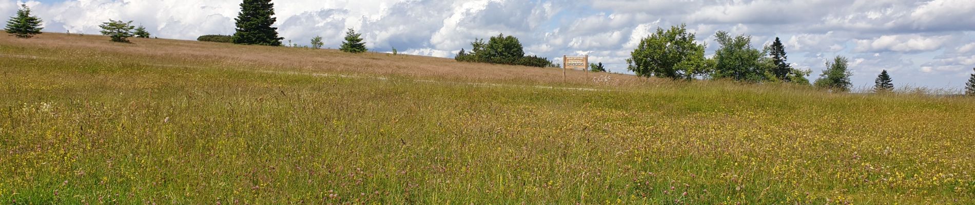 Tour Wandern Schönenberg - Tour du Champ du Feu - Photo