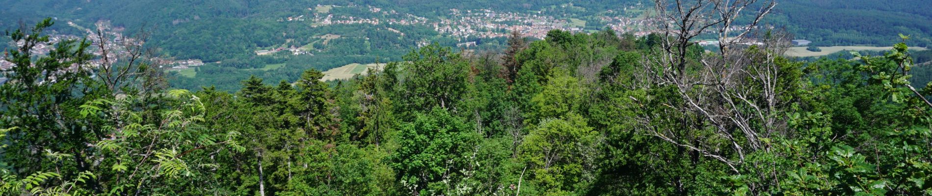 Trail Walking Grendelbruch - Le Piton du Falkenstein - Photo